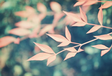 篮球世界杯预选赛：巴西男篮取得两连胜